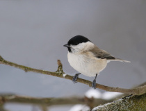 Sýkora babka (Poecile palustris)