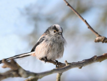 Mlynařík dlouhoocasý (Aegithalos caudatus)
