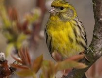Zvonohlík zahradní (Serinus serinus)