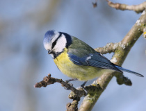 Sýkora modřinka (Cyanistes caeruleus)