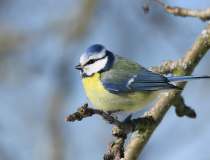 Sýkora modřinka (Cyanistes caeruleus)