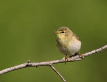 Budníček větší (Phylloscopus trochilus)