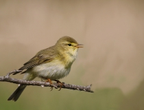 Budníček větší (Phylloscopus trochilus)