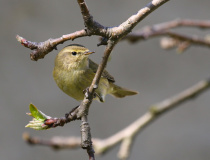 Budníček menší (Phylloscopus collybita)