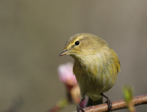 Budníček menší (Phylloscopus collybita)