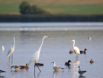 Volavka bílá (Ardea alba)