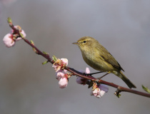 Budníček menší (Phylloscopus collybita)