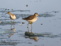 Pisík obecný (Actitis hypoleucos) a vodouš bahenní (Tringa glareola)