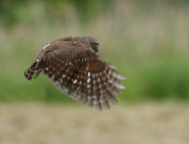 Kulíšek nejmenší (Glaucidium passerinum)