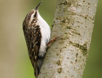 Šoupálek dlouhoprstý (Certhia familiaris)