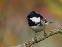Sýkora uhelníček (Periparus ater)