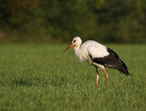 Čáp bílý (Ciconia ciconia)