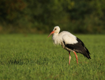Čáp bílý (Ciconia ciconia)