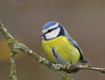 Sýkora modřinka (Cyanistes caeruleus)