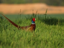 Bažant obecný (Phasianus colchicus)