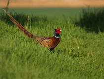 Bažant obecný (Phasianus colchicus)