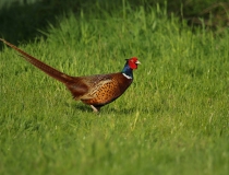Bažant obecný (Phasianus colchicus)