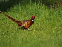Bažant obecný (Phasianus colchicus)