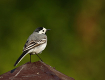 Konipas bílý (Motacilla alba)