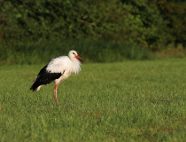 Čáp bílý (Ciconia ciconia)