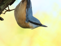 Brhlík lesní (Sitta europaea)
