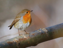 Červenka obecná (Erithacus rubecula)