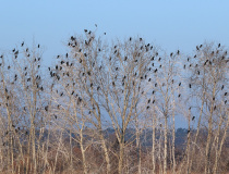 Kolonie kormoránů velkých (Phalacrocorax carbo)