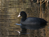 Lyska černá (Fulica atra)