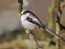 Mlynařík dlouhoocasý (Aegithalos caudatus)