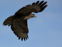 1a.Káně lesní (Buteo buteo)