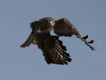 1b.Káně lesní (Buteo buteo)