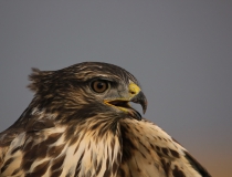 1c.Káně lesní (Buteo buteo)