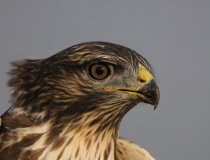 1d.Káně lesní (Buteo buteo)