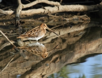 1e.Bekasina otavní (Gallinago gallinago)