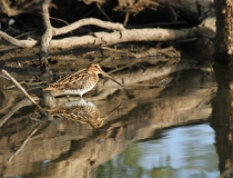 1f.Bekasina otavní (Gallinago gallinago)