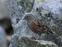 2.Pěvuška podhorní (Prunella collaris)
