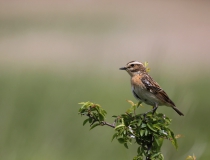 21.Bramborníček hnědý (Saxicola rubetra)