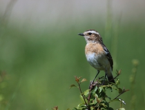 22.Bramborníček hnědý (Saxicola rubetra)