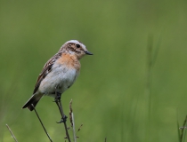 23.Bramborníček hnědý (Saxicola rubetra)