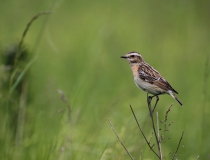 24.Bramborníček hnědý (Saxicola rubetra)
