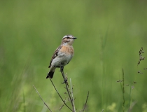 25.Bramborníček hnědý (Saxicola rubetra)