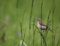 26.Bramborníček hnědý (Saxicola rubetra)