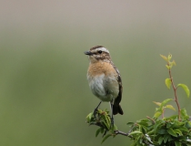 27.Bramborníček hnědý (Saxicola rubetra)
