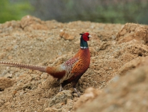 29.Bažant obecný (Phasianus colchicus)