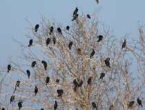 Kolonie kormoránů velkých (Phalacrocorax carbo)