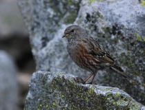 3.Pěvuška podhorní (Prunella collaris)
