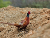 30.Bažant obecný (Phasianus colchicus)