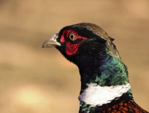 31.Bažant obecný (Phasianus colchicus)