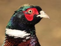 32.Bažant obecný (Phasianus colchicus)