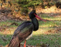 33.Čáp černý (Ciconia nigra)